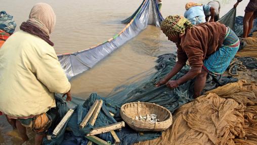 Les gens ramassent du poisson dans des filets et des paniers d'une pêcherie gérée par la communauté à Sunamganj, au Bangladesh