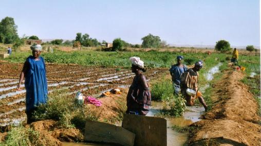Des agricultrices se tiennent dans un champ irrigué au Sénégal.