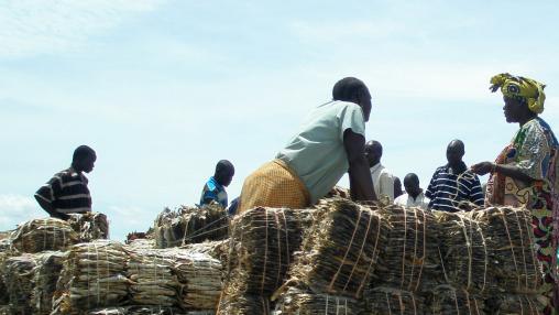 Commerçants de poisson séché dans le nord-ouest de l'Ouganda au bord du lac Albert. Une femme est forte parmi les autres commerçants.