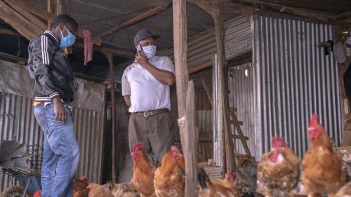 Two male Male poultry farmers wearing medical face masks stand with their flock in Kenya