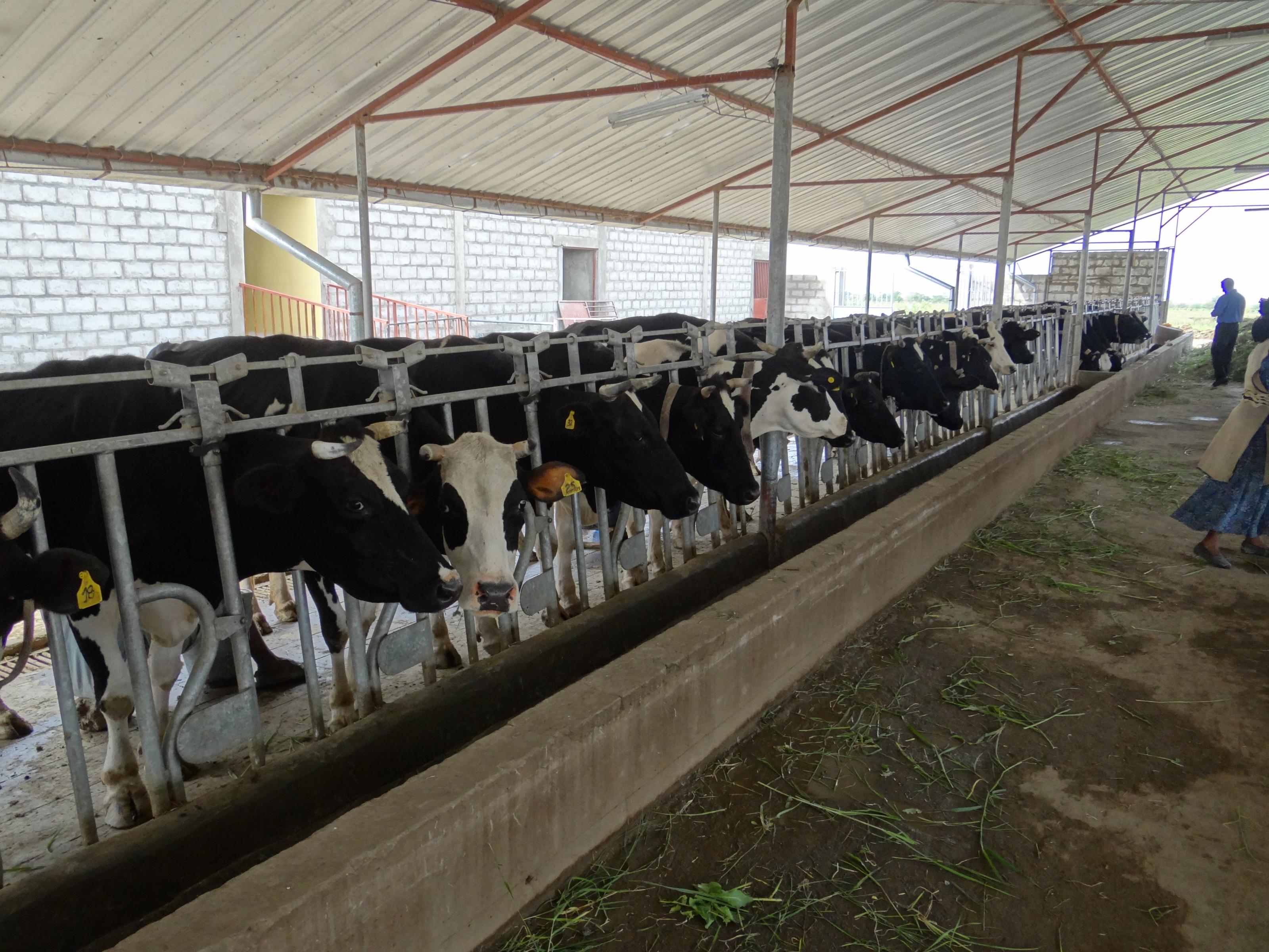 transforming-ethiopia-s-dairy-sector-africa-south-of-the-sahara