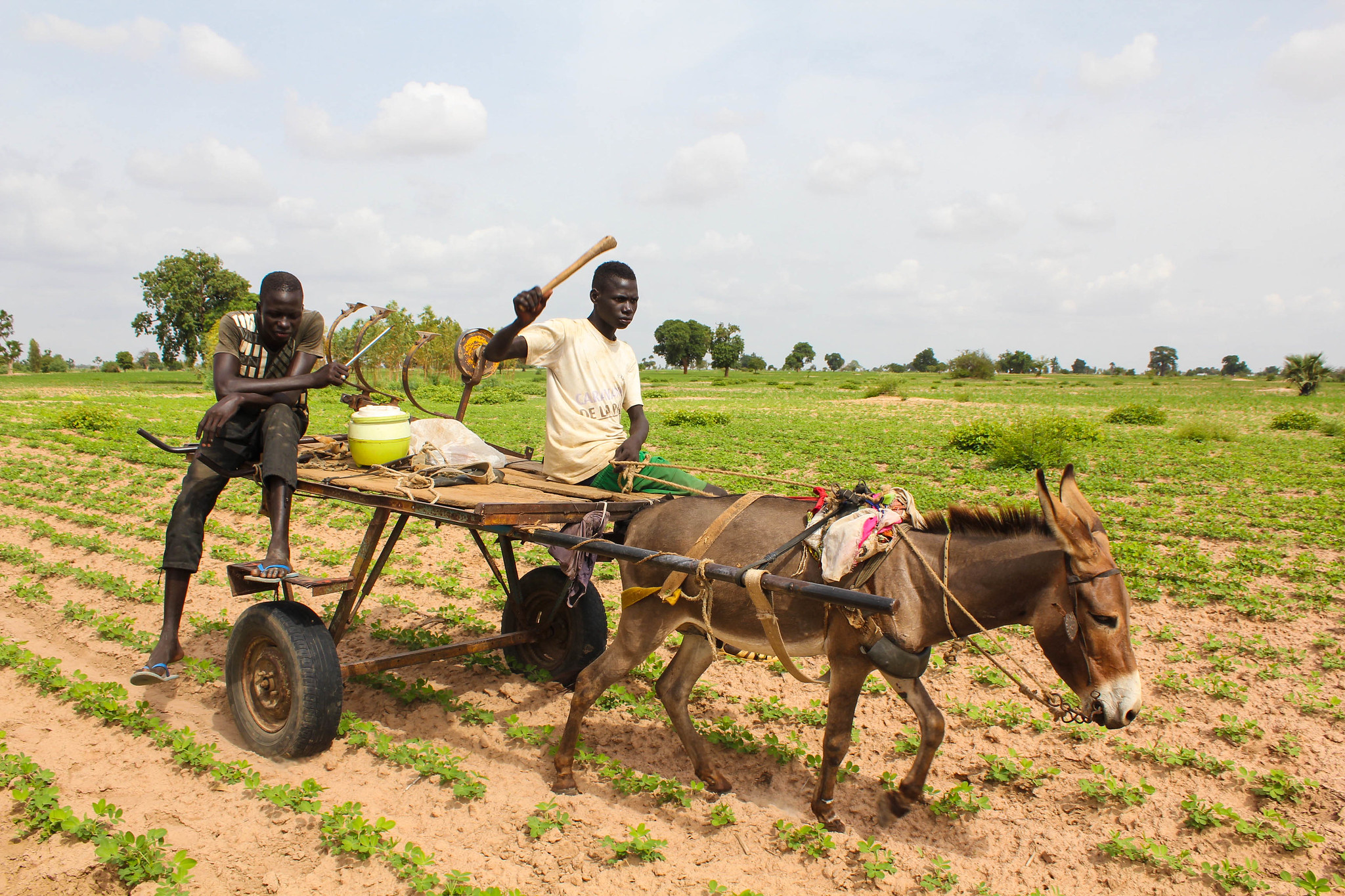 Événement  L'Agriculture en Afrique  Raconter les Faits à partir de