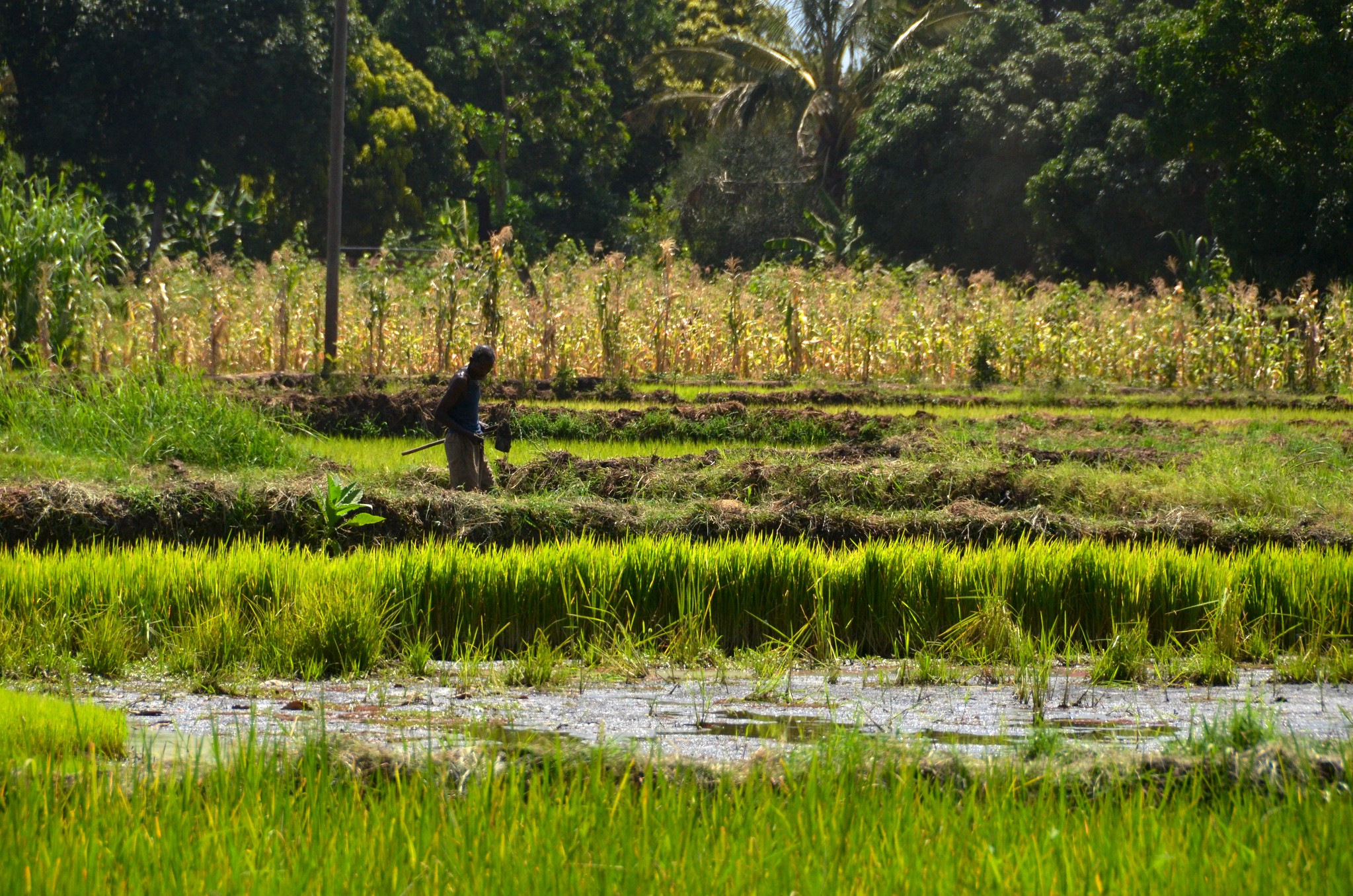 africa-can-be-self-sufficient-in-rice-production-africa-south-of-the