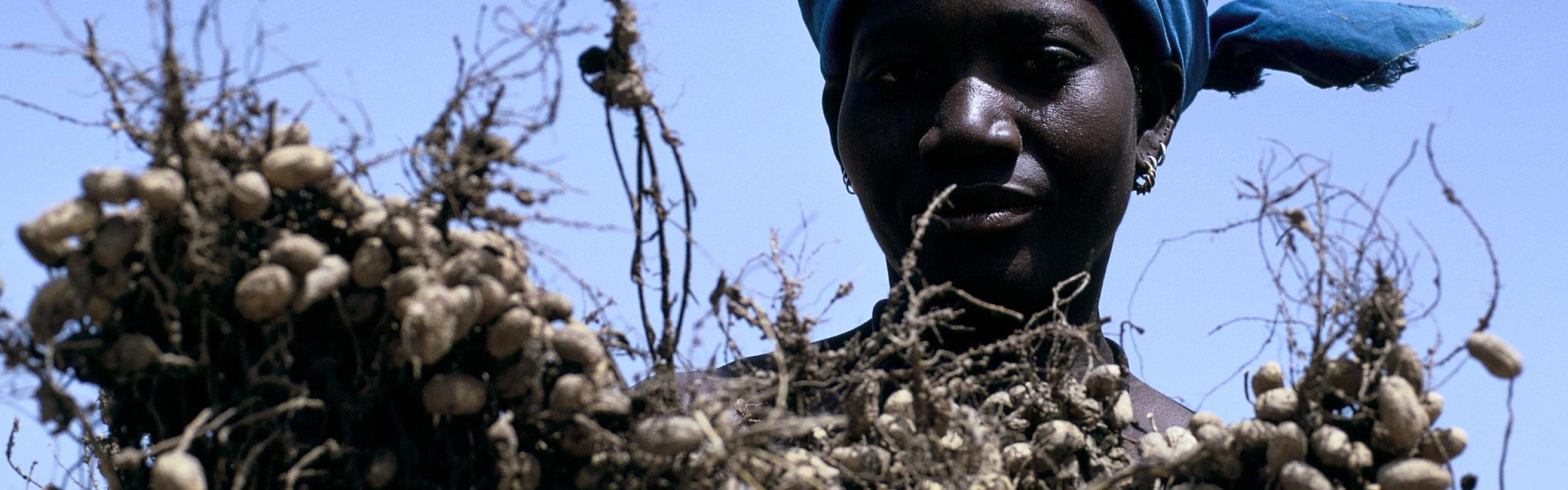 Female farmer holding crop of peanuts