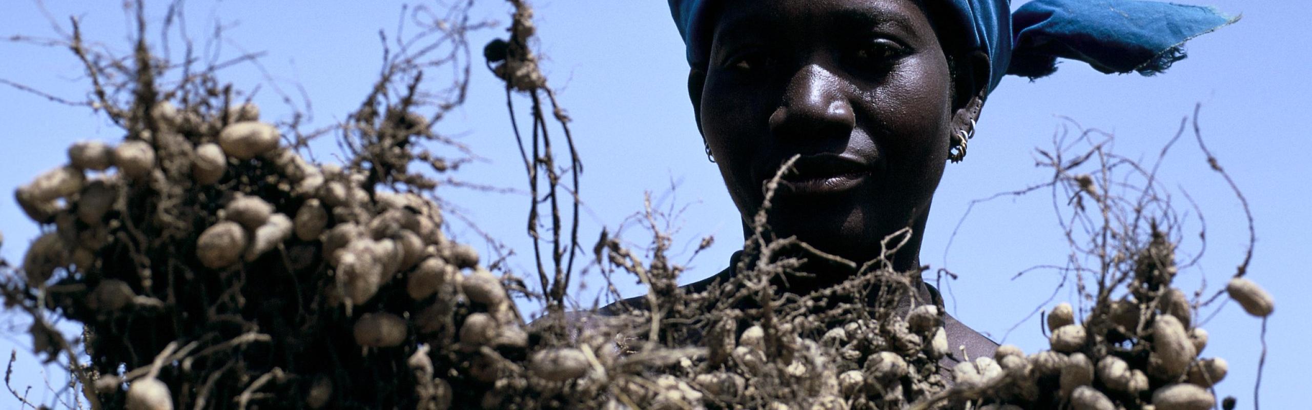 Female farmer holding crop of peanuts
