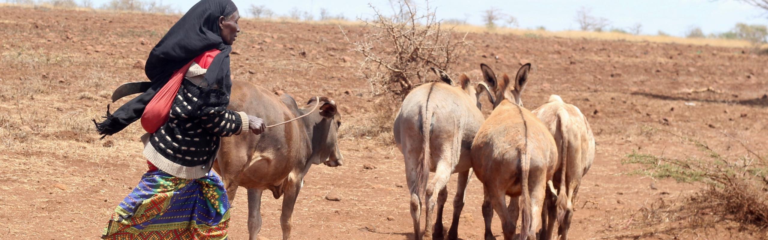 Woman pastoralist herds cattle through dusty field in rural Kenya