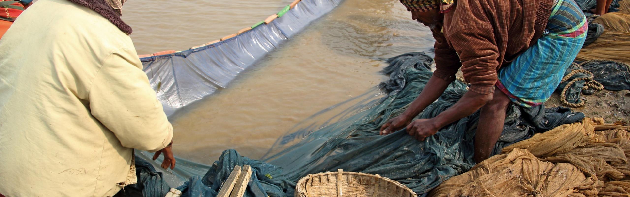 Les gens ramassent du poisson dans des filets et des paniers d'une pêcherie gérée par la communauté à Sunamganj, au Bangladesh