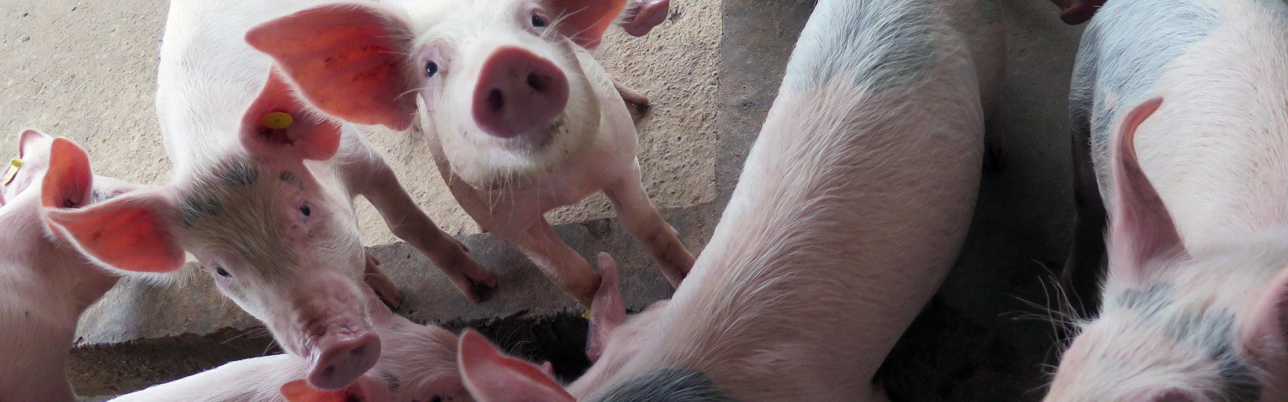 Pigs with ear tags stand in a dirty enclosure and look up at camera