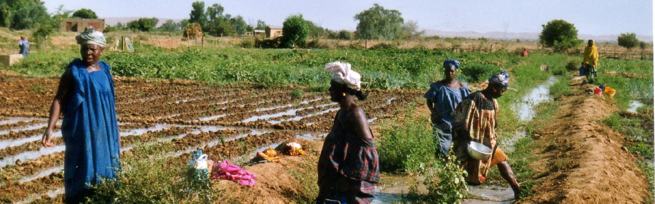 Des agricultrices se tiennent dans un champ irrigué au Sénégal.
