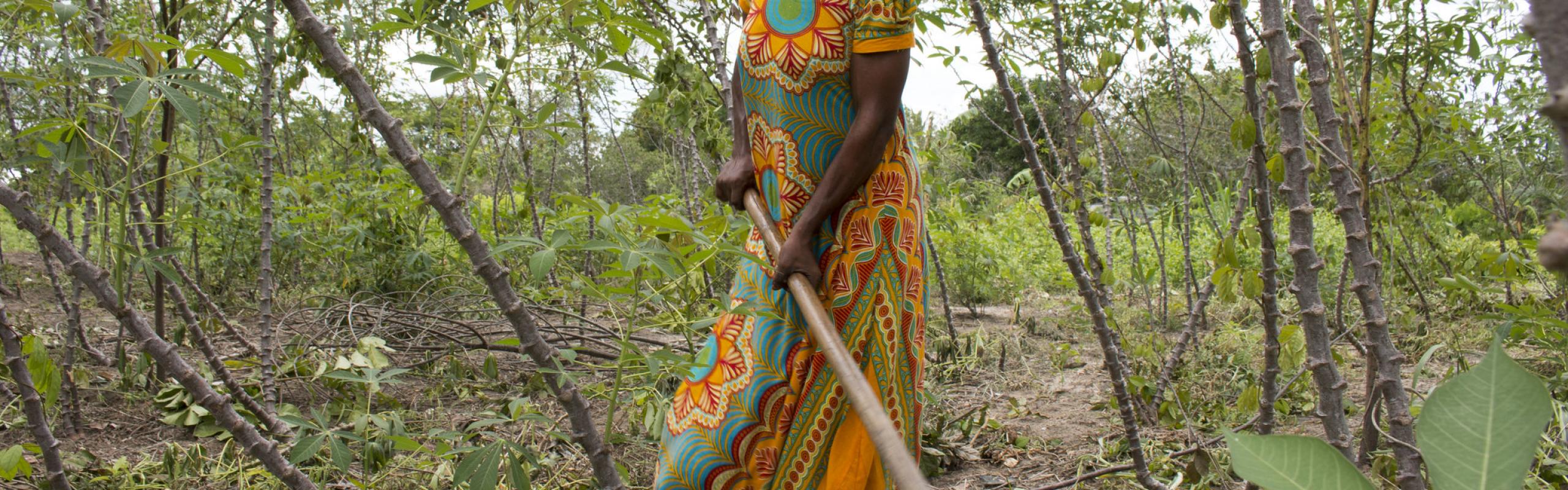Tanzanian woman in yellow headscarf and orange and green dress works with a hoe in cassava field