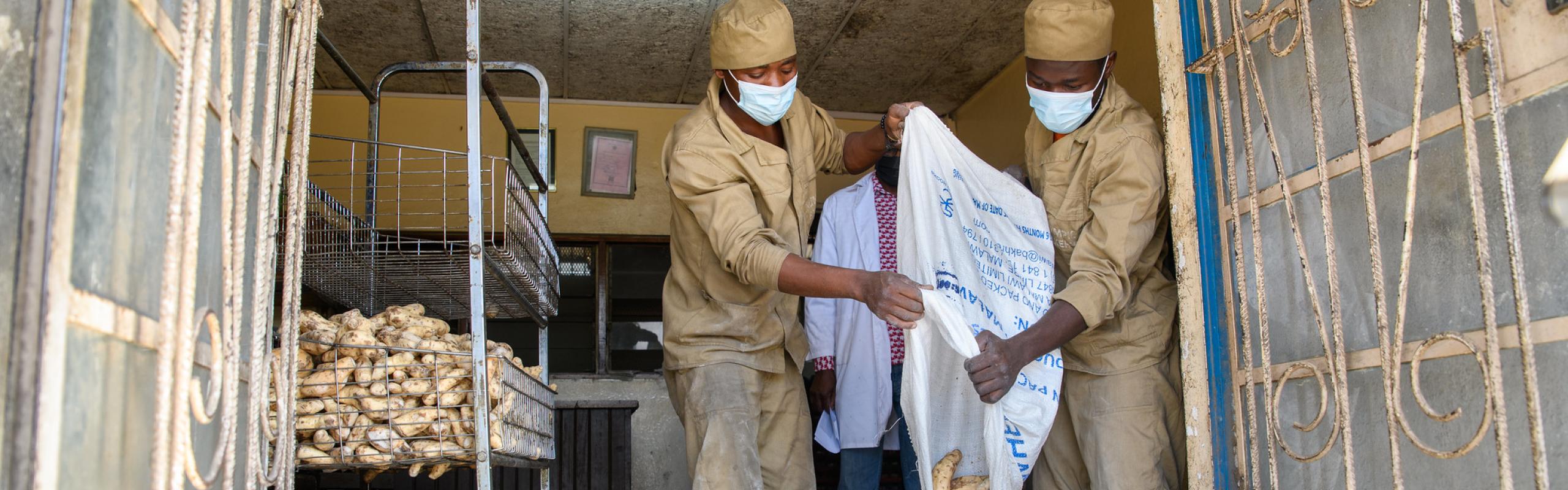  Deux employés d'Olympic Bakery au Malawi portent des masques lorsqu'ils versent des patates douces dans des sacs en tissu alors qu'ils préparent la purée de patates douces utilisée pour faire du pain aux patates douces.