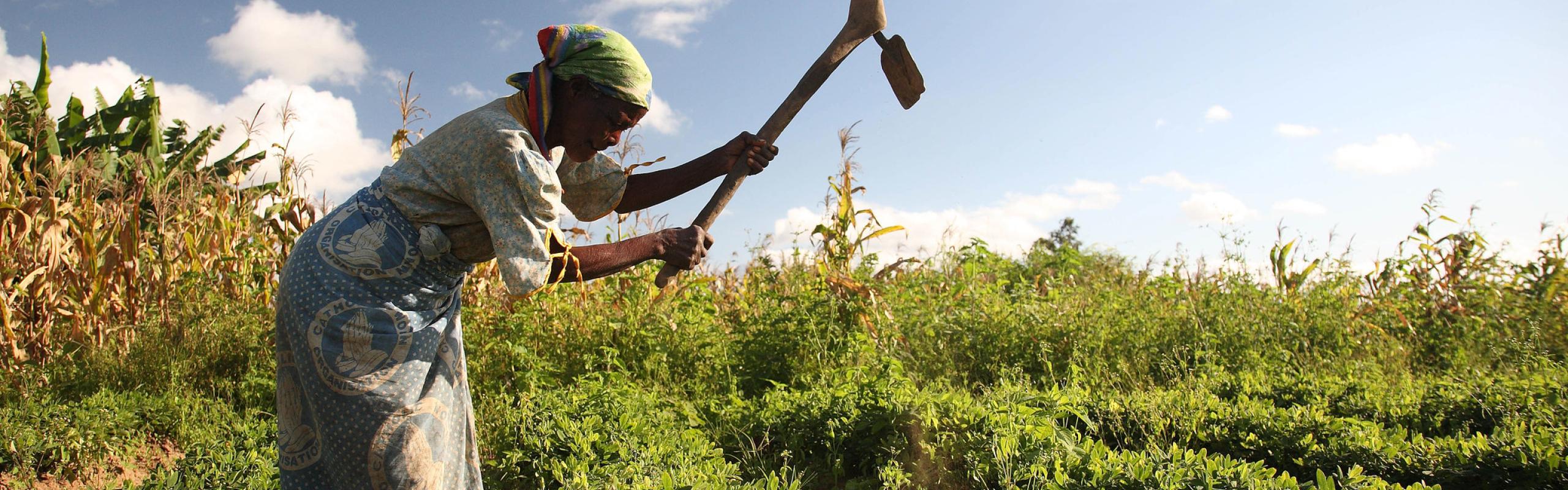 Female farmer uses hoe to tend her groundnut plot in Malawi