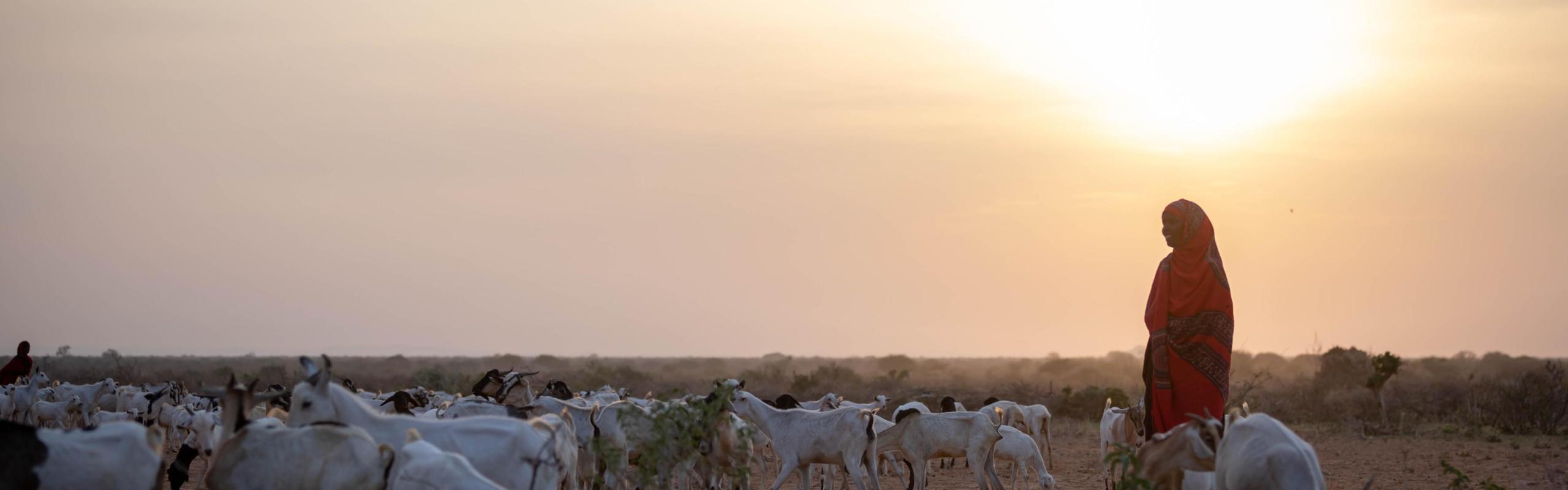 Somali woman at sunrise, leading herd of emaciated goats across dry pasture