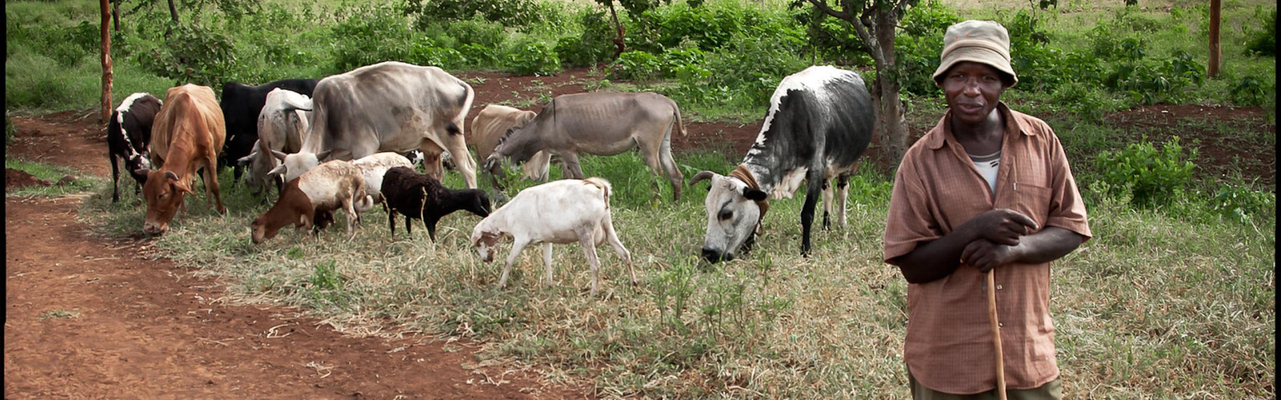 African farmer stands with livestock in background