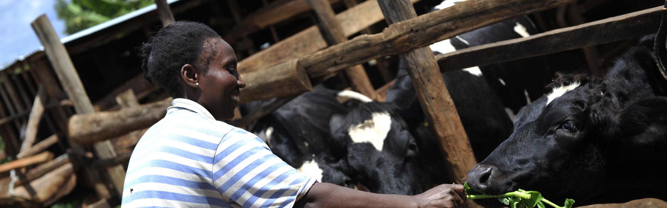 Female farmer in Kenya feeds dairy cows through wooden fence