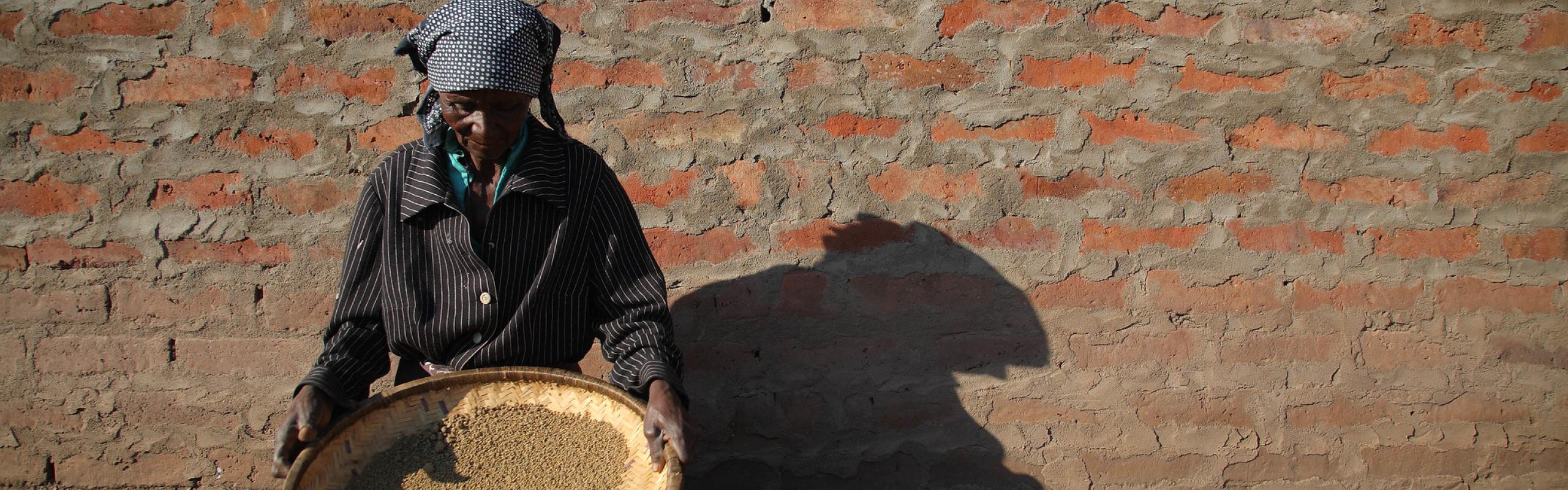 Female farmer in Mozambique squats on ground in front of brick wall, threshing maize by hand