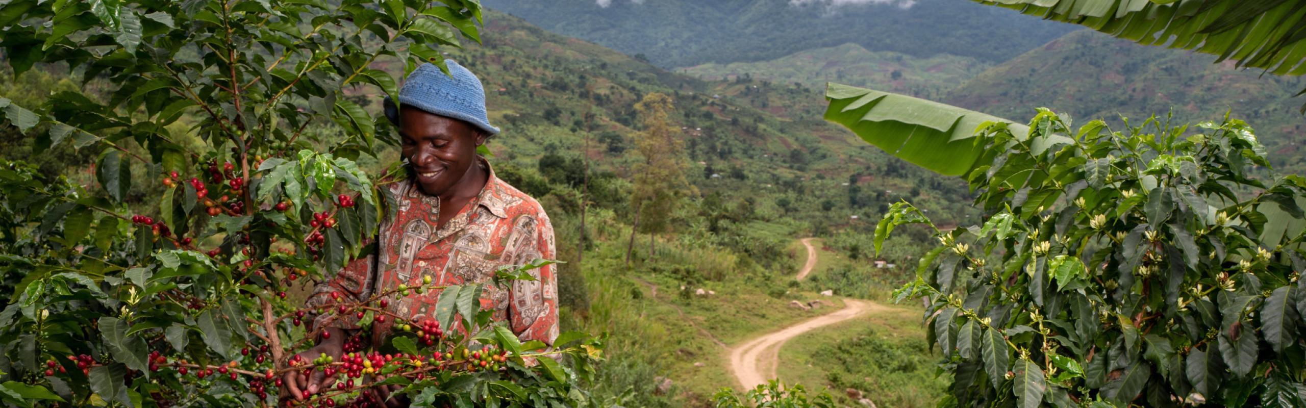 Joseph Kirimbwa, a 33 years old farmer member of the Nespresso Fair Trade AAA program to improve the yield and quality of coffee produced in the Rwenzori region of western Uganda, is harvesting coffee cherries in his coffee plantation in Mbata, a small village north of Rwenzori on March 28th, 2019.