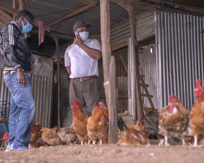 Deux aviculteurs masculins portant des masques médicaux se tiennent avec leur troupeau au Kenya