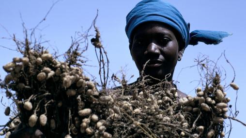 Female farmer holding crop of peanuts