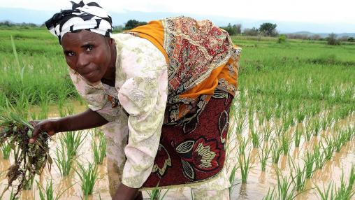Female farmer bending over to weed her rice plot in Tanzania