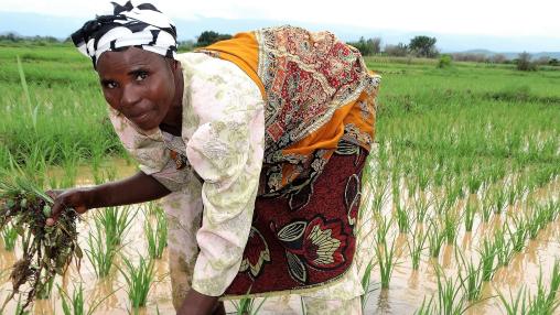 Female farmer bending over to weed her rice plot in Tanzania