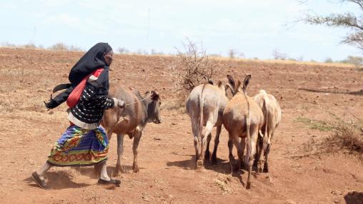 Woman pastoralist herds cattle through dusty field in rural Kenya