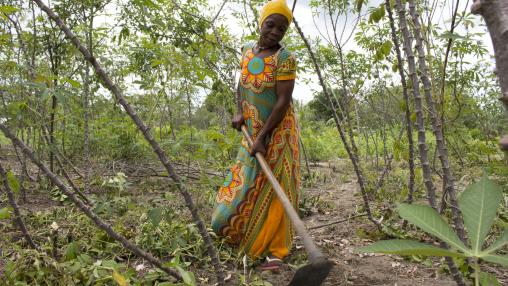 Tanzanian woman in yellow headscarf and orange and green dress works with a hoe in cassava field