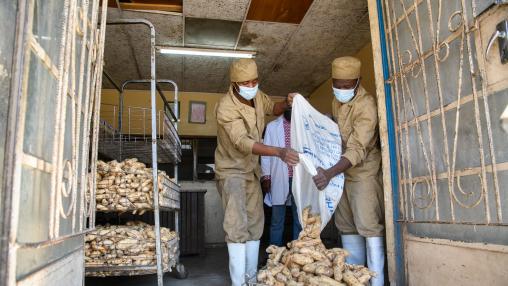 Two workers at Olympic Bakery in Malawi wear masks while pouring sweet potatoes from cloth sacks as they prepare sweet potato puree that is used for making sweet potato bread.