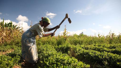 Female farmer uses hoe to tend her groundnut plot in Malawi