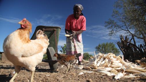 Female farmer in Mozambique feeds ears of maize to two chickens in the foreground.