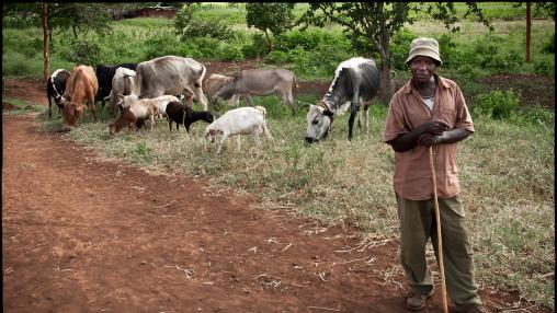 African farmer stands with livestock in background