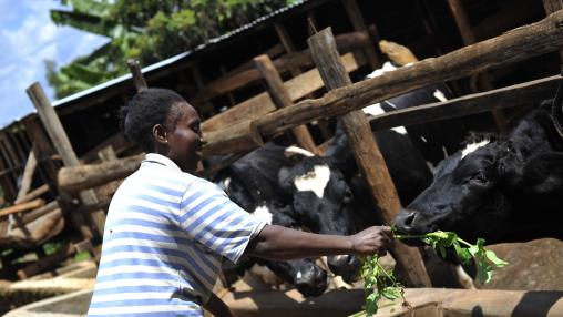Female farmer in Kenya feeds dairy cows through wooden fence