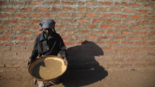 Female farmer in Mozambique squats on ground in front of brick wall, threshing maize by hand