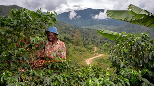Joseph Kirimbwa, a 33 years old farmer member of the Nespresso Fair Trade AAA program to improve the yield and quality of coffee produced in the Rwenzori region of western Uganda, is harvesting coffee cherries in his coffee plantation in Mbata, a small village north of Rwenzori on March 28th, 2019.