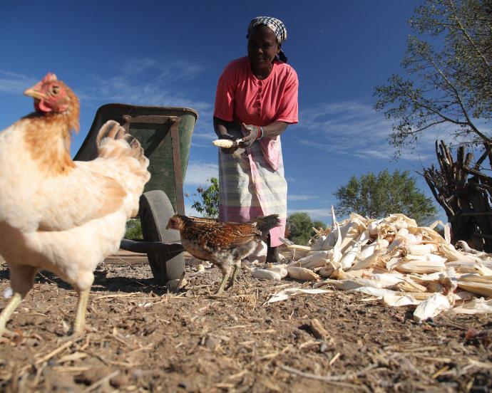 Female farmer in Mozambique feeds ears of maize to two chickens in the foreground.