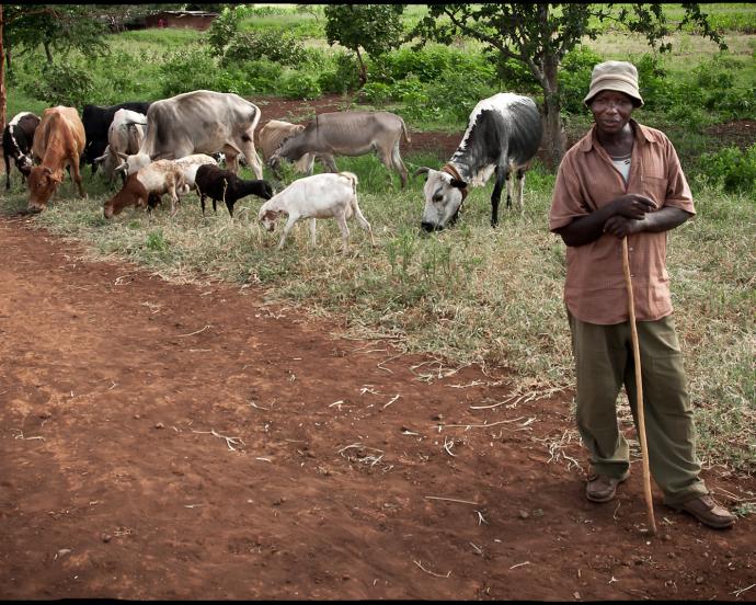 African farmer stands with livestock in background